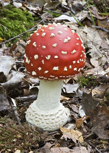 Amanita muscaria var. muscaria